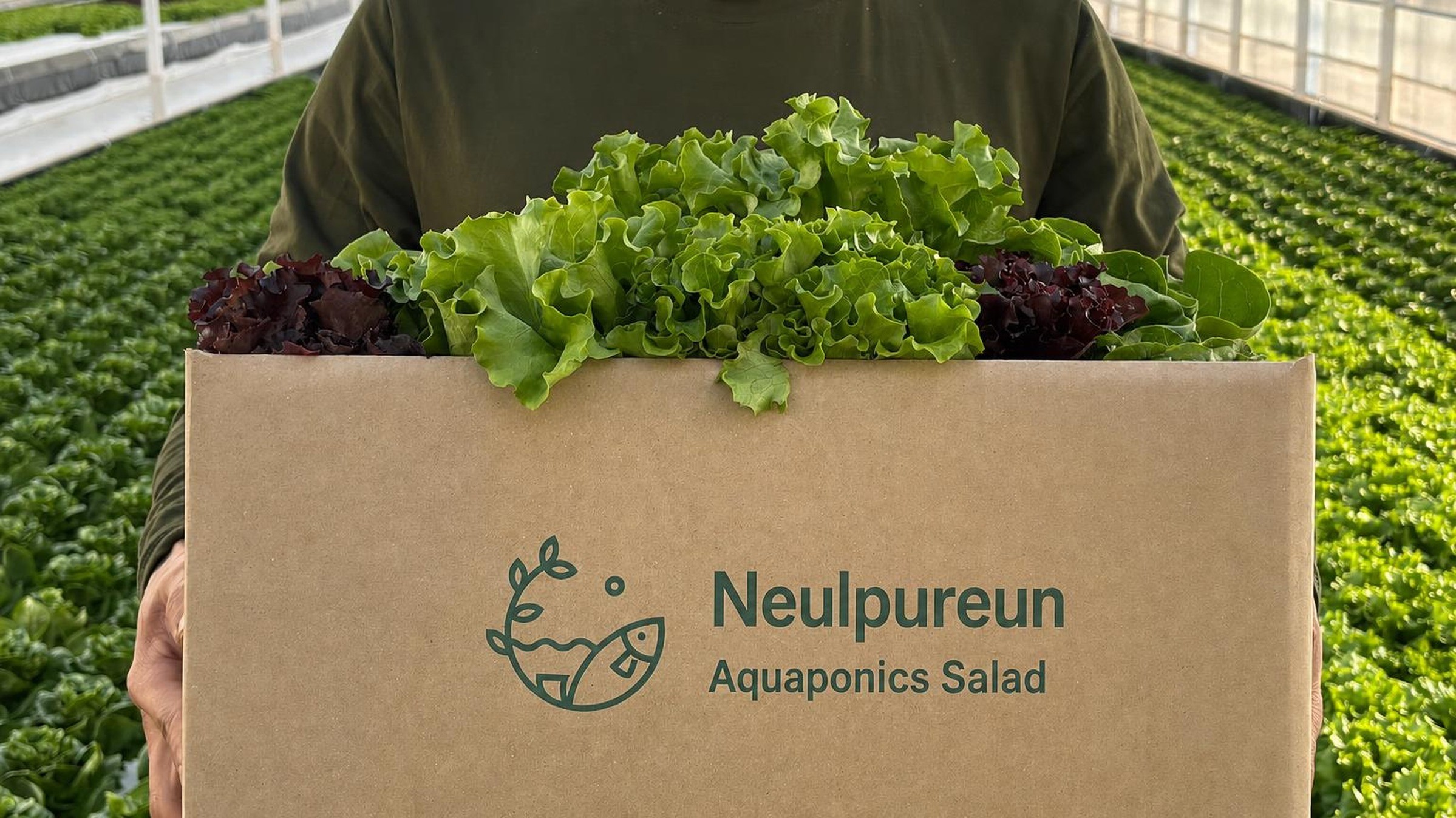 [Organic & GAP Certified] Eco-Friendly European Salad Mix 6 Varieties