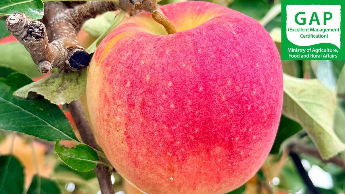 Chuseok Special Gift │ Premium Jumbo Hongro & Arisu Apples Peak September Flavor!